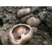 Мицелий Шампиньона королевского (Agaricus bisporus) Мицелий Шампиньона королевского (Agaricus bisporus)